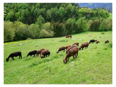 Apartment Chalet Valentina - Outdoor photo 2