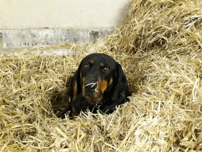 Apartment Chalet Valentina - Outdoor photo 5