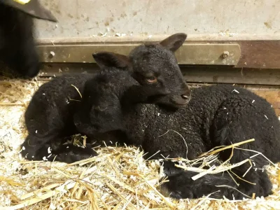 Apartment Chalet Valentina - Outdoor photo 6