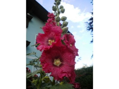 Apartment Ferienwohnung Anna - Outdoor photo 34