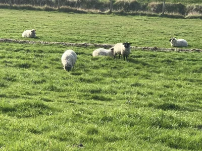 Holiday house Haus Storchennest 1 - Environment photo 22