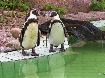 Holiday house Haus Storchennest 1 - Environment photo 28