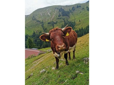 Apartment App. Typ A "Kaiserblick" - Outdoor photo 7