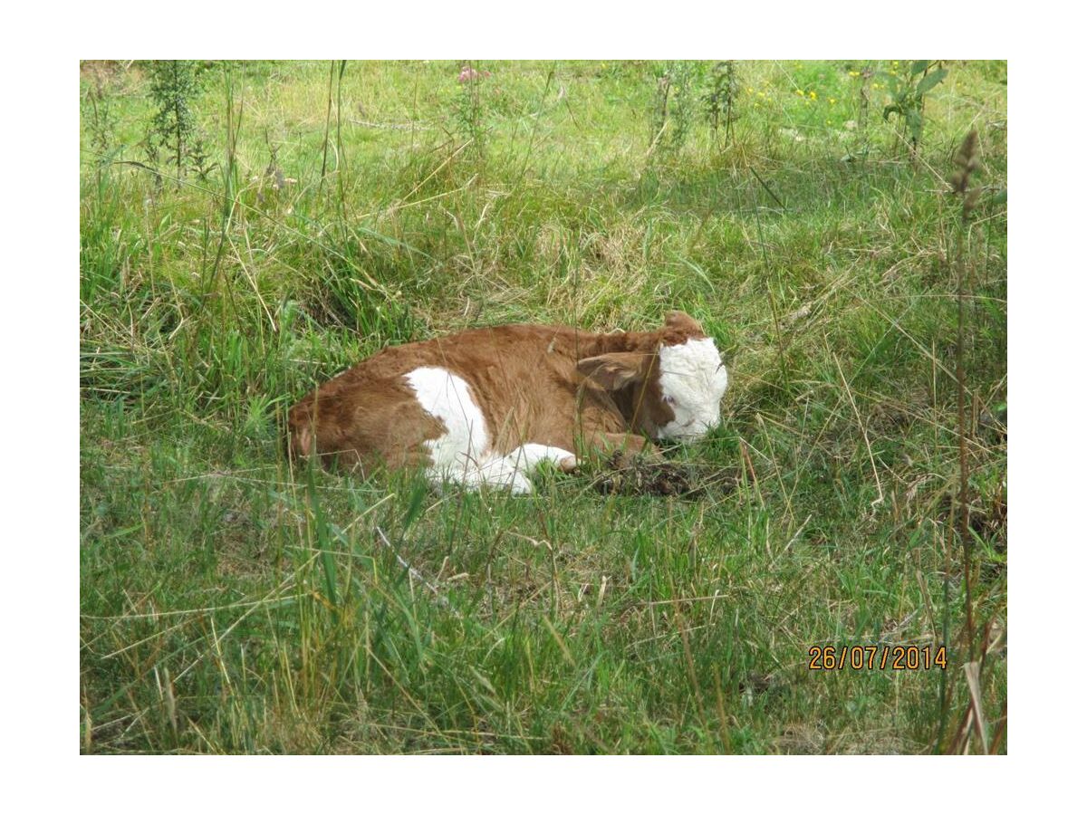 Apartment Ap."Feldberg" -1 Schlafzi/Du/WC,TV,Tel - Outdoor photo 4