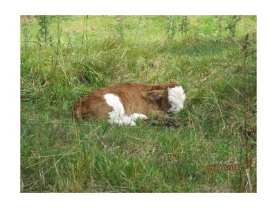 Apartment Ap."Feldberg" -1 Schlafzi/Du/WC,TV,Tel - Outdoor photo 4