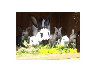 Apartment Erkerzimmer mit Kachelofen in Kössen - Apartment