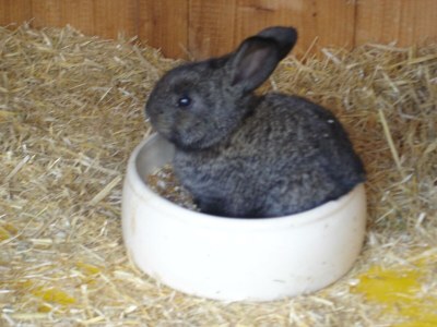 Apartment Erkerzimmer mit Kachelofen - Outdoor photo 26