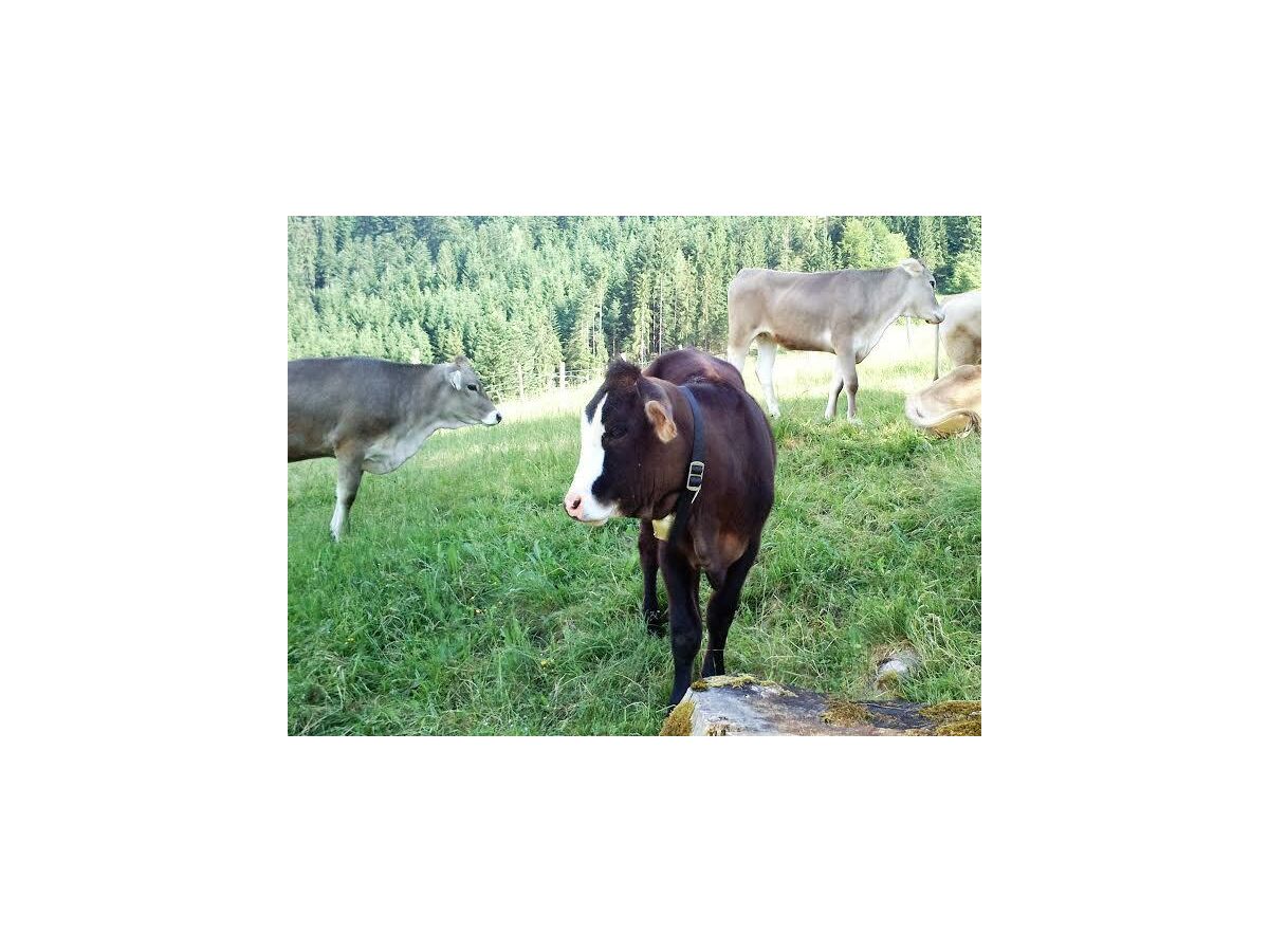 Apartment Ferienwohnung Zahmer Kaiser - Outdoor photo 5