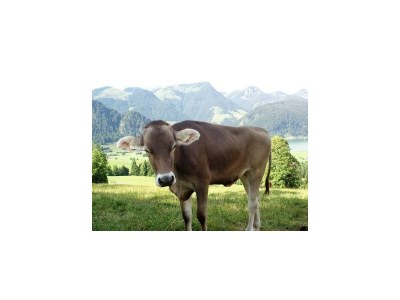 Apartment Ferienwohnung Walchsee - Outdoor photo 5