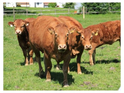 Apartment App. Kaiserblick I - 1 Schlafzimmer, DU/WC, TV, Ba - Outdoor photo 8