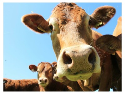 Apartment App. Kaiserblick I - 1 Schlafzimmer, DU/WC, TV, Ba - Outdoor photo 9