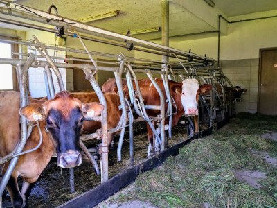 Apartment Ferienwohnung Al Piente bis 3 Personen - Environment photo 18