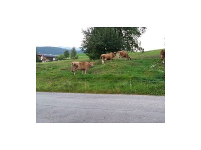 Apartment Ferienwohnung Al Piente bis 3 Personen - Environment photo 19