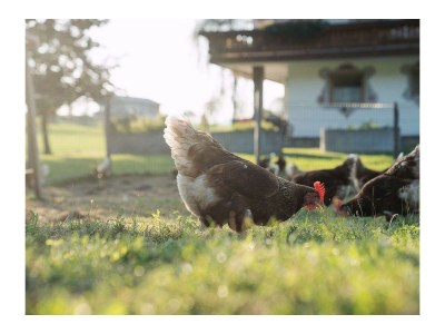 Holiday room EZ "Haupthaus" DU/WC,Tel.TV,Blk - Outdoor photo 20