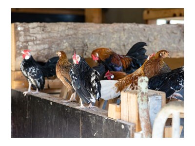 Apartment Seestüberl/1 Schlafraum/Du, WC,Balkon - Outdoor photo 8