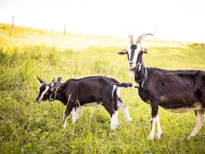 Apartment Seestüberl/1 Schlafraum/Du, WC,Balkon - Outdoor photo 11