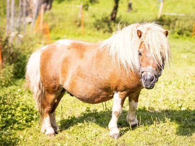 Apartment Seestüberl/1 Schlafraum/Du, WC,Balkon - Outdoor photo 16