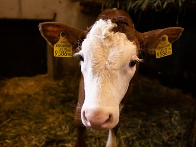 Apartment Seestüberl/1 Schlafraum/Du, WC,Balkon - Outdoor photo 17