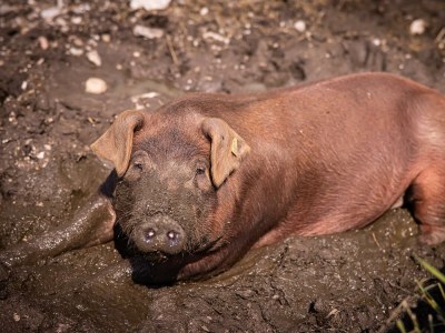 Apartment Tiroler Stüberl ,Dusche,WC - Outdoor photo 10