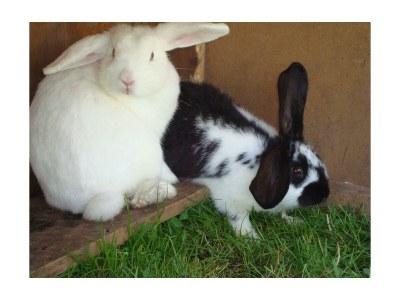 Apartment Ferienwohnung Seeblick (Apartment für 2 - 4 P.) - Outdoor photo 13