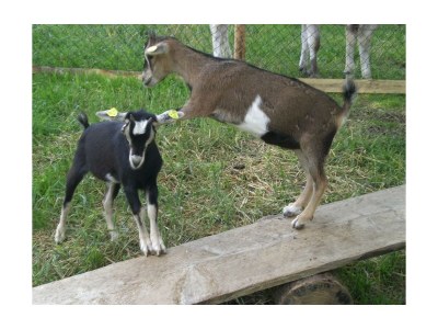 Apartment Ferienwohnung Gross (Apartment für 2 - 6 P.) - Outdoor photo 15