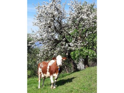 Apartment Ferienwohnung - 1 Schlafraum, WC, Dusche - Outdoor photo 18