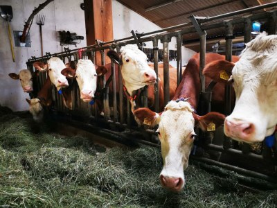 Apartment Ferienwohnung - 1 Schlafraum, WC, Dusche - Outdoor photo 52