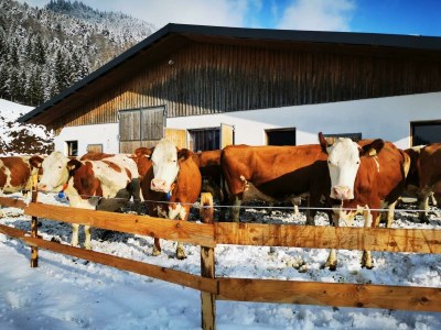 Apartment Ferienwohnung - 1 Schlafraum, WC, Dusche - Outdoor photo 57