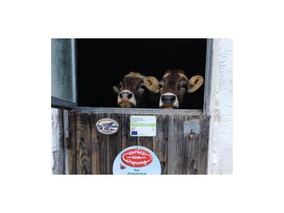 Apartment Ap. Miesberg/Wohn-Schlafraum/Dusche, WC - Outdoor photo 6