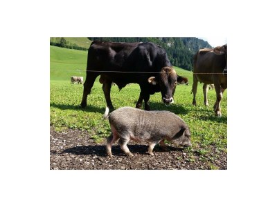 Apartment Ap. Miesberg/Wohn-Schlafraum/Dusche, WC - Outdoor photo 14