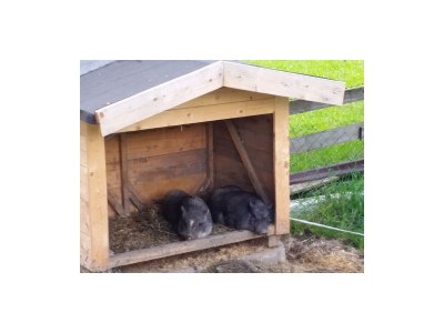 Apartment Ap. Miesberg/Wohn-Schlafraum/Dusche, WC - Outdoor photo 17