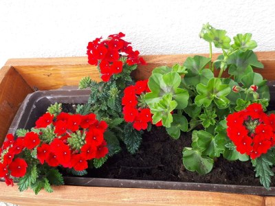 Holiday room Doppelzimmer "Kaiserwinkl 2" - Outdoor photo 3