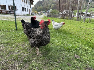 Apartment Apartm."1"/Wohn-Schlafraum/Dusche, WC - Outdoor photo 21