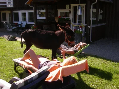 Holiday apartment - horse-back riding and vacation park "Tannenhof" - Environment photo 13