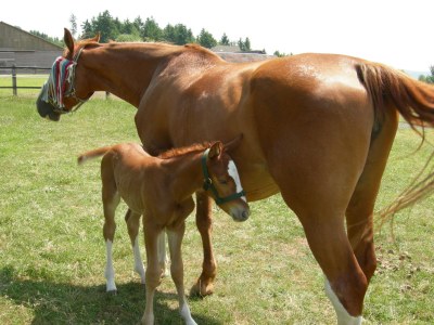 Holiday apartment - horse-back riding and vacation park "Tannenhof" - Environment photo 19