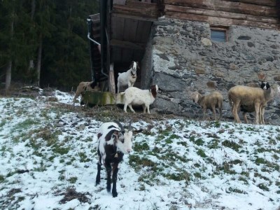 Apartment Appartement mit Balkon - Environment photo 18