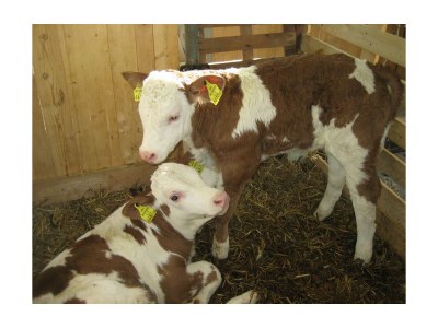 Apartment HEUwiese - Outdoor photo 4