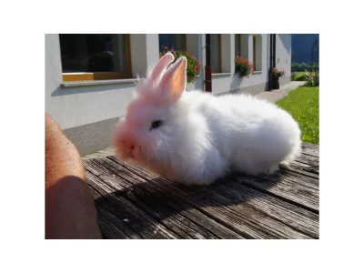 Apartment Appartement Ahornblick - Features photo 28