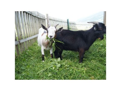 Apartment Appartement Hambergblick - Features photo 26