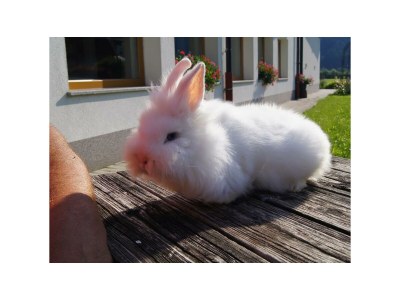 Apartment Appartement Hambergblick - Features photo 28