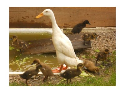 Apartment Ap./4 od mehr Schlafräume/Dusche, WC - Outdoor photo 34