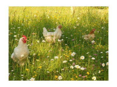 Apartment Ap./4 od mehr Schlafräume/Dusche, WC - Outdoor photo 35