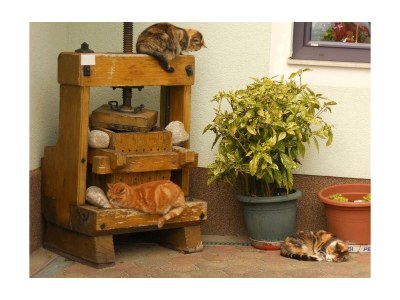 Apartment Ap./4 od mehr Schlafräume/Dusche, WC - Outdoor photo 38