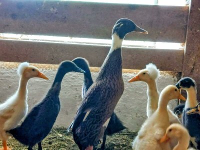 Apartment Ap./4 od mehr Schlafräume/Dusche, WC - Outdoor photo 103