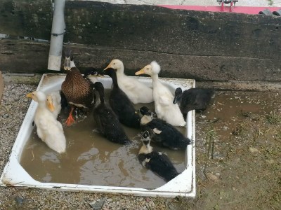 Apartment Ap./4 od mehr Schlafräume/Dusche, WC - Outdoor photo 104