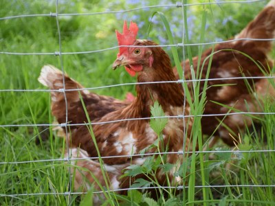 Apartment "Domblick"/1 Schlafraum/Dusche, WC - Outdoor photo 11