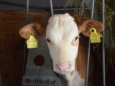 Apartment "Domblick"/1 Schlafraum/Dusche, WC - Outdoor photo 12