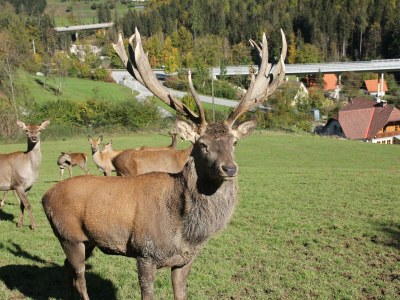 Apartment "Studio Georg"/1 Schlafraum/DU/WC - Outdoor photo 7