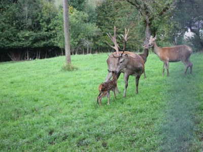 Apartment "Studio Georg"/1 Schlafraum/DU/WC - Outdoor photo 8