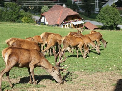 Apartment "Studio Georg"/1 Schlafraum/DU/WC - Outdoor photo 9